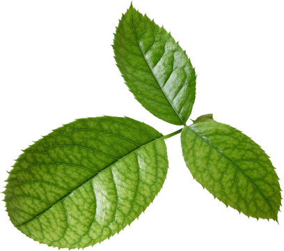 Beautiful Leaf for Rose flower focus stacking close up isolated