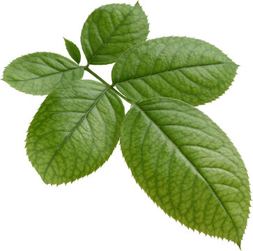 Beautiful Leaf for Rose flower focus stacking close up isolated