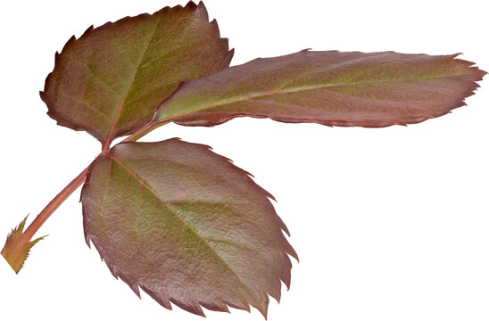 Beautiful Leaf for Rose flower focus stacking close up isolated