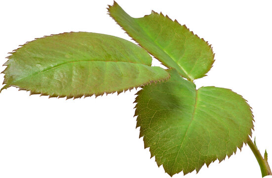 Beautiful Leaf for Rose flower focus stacking close up isolated