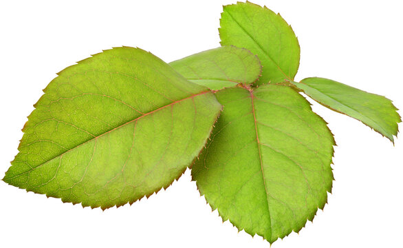 Beautiful Leaf for Rose flower focus stacking close up isolated