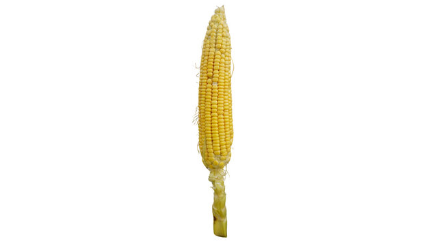 Single fresh yellow corn cob isolated, organic food photography for markets , farming concept
