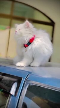 White kitten with a red collar exploring a car