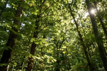 Fototapeta premium Sunlight filtering through tall green forest canopy