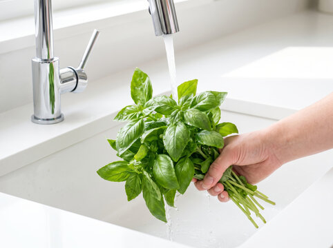 Hand washing fresh green basil bunch under running tap water in kitchen sink