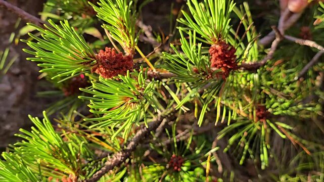 Young brown cones sway in the wind. Norway, Alver. July