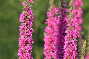 Obraz premium Pink loosestrife flowers in daylight against the blurred green background of a summer garden. Lythrum salicaria. A natural floral background. Pink flowers.