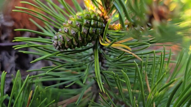 A young green cone on a coniferous branch. Norway, Alver. July