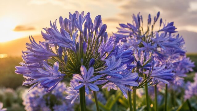Close-up of purple agapanthus (lily of the Nile) blooms backlit by warm sunset light in a garden