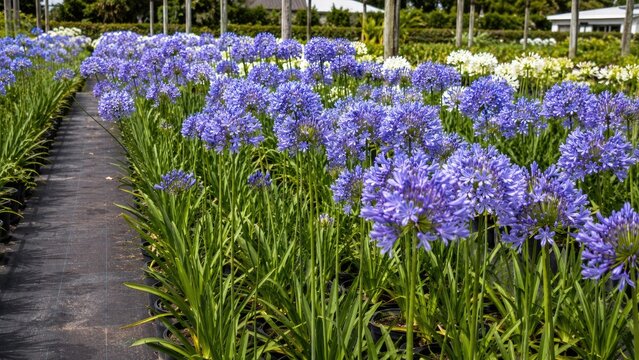 Rows of purple agapanthus (African lily) in a nursery bed with green foliage and a central walkway