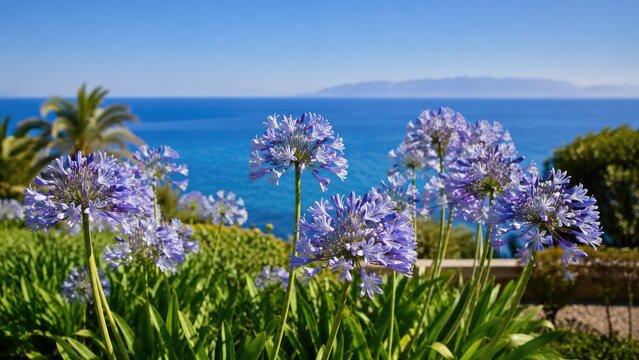 Purple agapanthus blooms in a coastal garden overlooking blue ocean and a distant island under a clear sunny sky