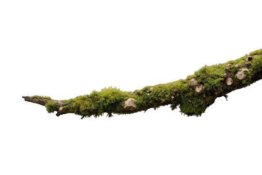 Mossy tree branch creating a living texture, green natural growth of bryophytes on a forest wood element
