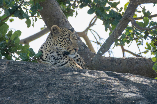 Attentive African Leopard Watching from Shaded Rocky Outcrop