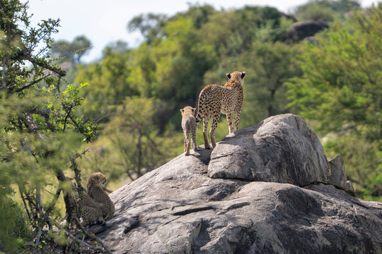Mother Cheetah with Cubs Standing on Rocky Lookout in Serengeti