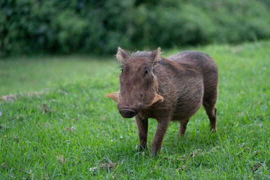 Wild Common Warthog Standing in Lush Green Grass