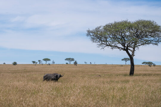 African Cape Buffalo Standing in Grasslands next to Acacia Tree