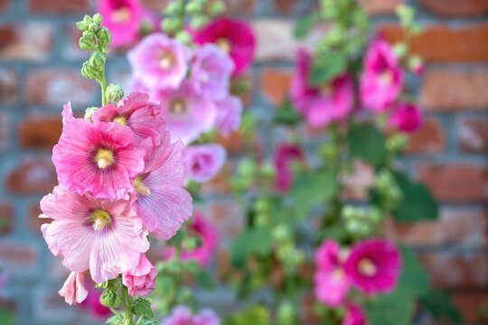 Vibrant pink hollyhock (Alcea rosea) flowers blooming against a rustic red brick wall background. Beautiful mallow blossoms in summer garden, space for text.