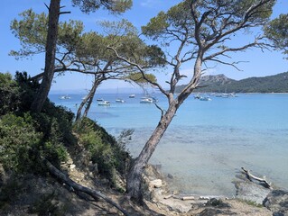 Picturesque Mediterranean bay with turquoise water, anchored yachts, and leaning pine trees on the coast of the French Riviera. © Christel