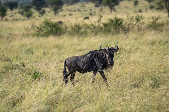 Wild Blue Wildebeest Standing in the Serengeti Grasslands
