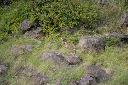 Wild Cheetah Looking Back on a Rocky Green Hillside in Serengeti