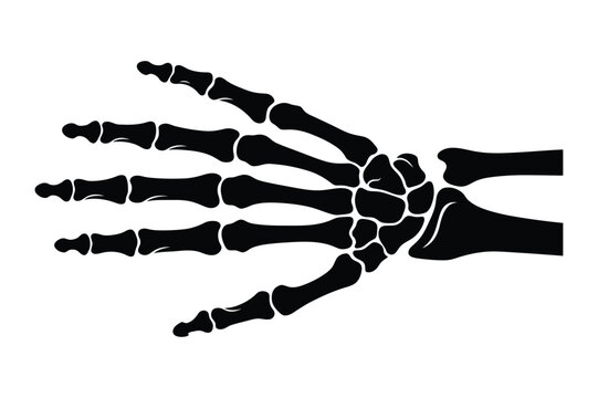 Human hand skeletal structure anatomical illustration with skeleton, scientific