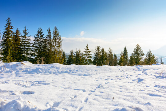 carpathian mountain landscape in winter. spruce forest on the snow covered hill. mountain scenery of ukraine on a cold sunny day. transcarpathia region