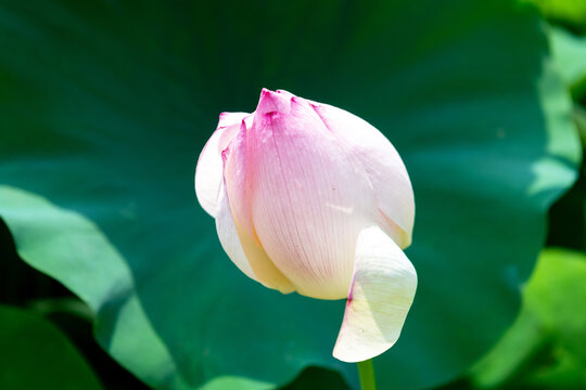 Elegant Sacred Lotus Flower Surrounded By Green Leaves In Kenilworth Aquatic Gardens Washington DC