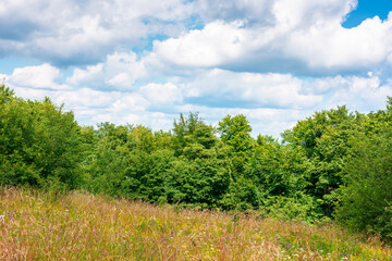 Fototapeta premium deciduous beech forest near meadow under blue sky. nature scenery with tall grass near forest in summer. carpathian beech forest of ukraine. wild field with grass and herbs