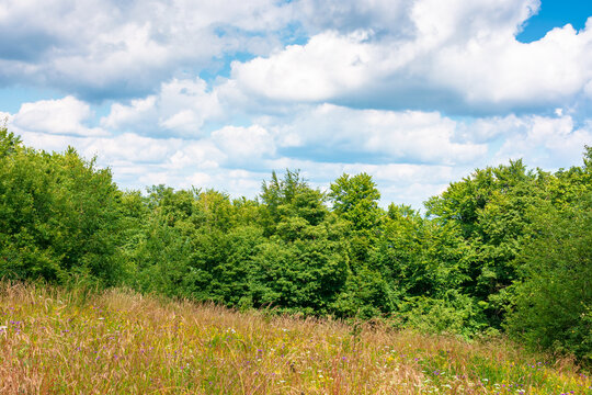 deciduous beech forest near meadow under blue sky. nature scenery with tall grass near forest in summer. carpathian beech forest of ukraine. wild field with grass and herbs
