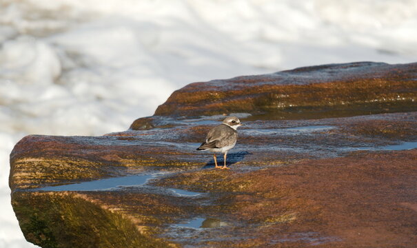 A peaceful scene of a curious ringed plover standing alert on a wet weathered rock by the crashing sea, capturing a calm and tranquil moment in coastal nature wildlife photography.