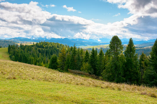 mountain landscape of ukraine with spruce forest. rural valley of podobovets in the distance. cloudy sky. serotinal background for carpathian countryside adventures