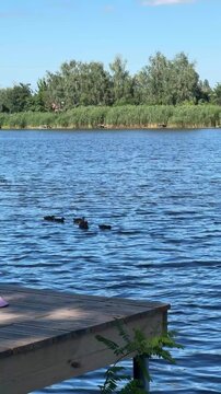 Wild Ducks Swimming Near Wooden Pier