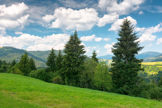 countryside mountain landscape of ukraine. rural fields and forested hills on a sunny day. remote place of mizhhirya district in transcarpathia for summer vacations