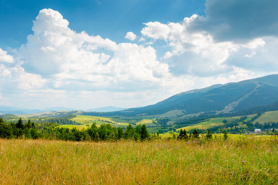 countryside mountain landscape in summer. lush grassy pasture on a hill near forest. rural outdoor adventure background. alpine highland of ukraine on a sunny afternoon