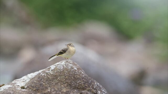 Young bird (yellow wagtail) waiting for its mother to return on a rock near the river