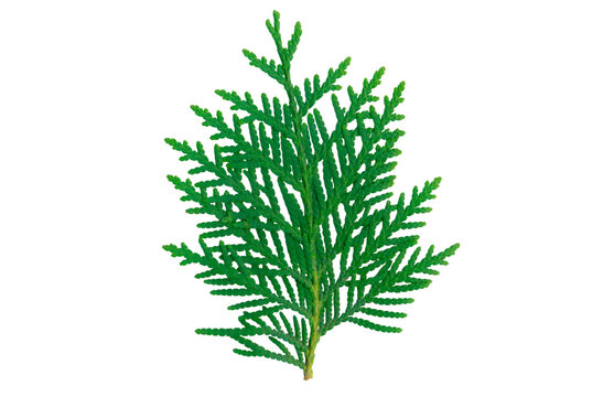 Fresh Green Thuja Arborvitae Branch Isolated Transparent PNG for Christmas Holiday Design and Eco Cosmetic Packaging