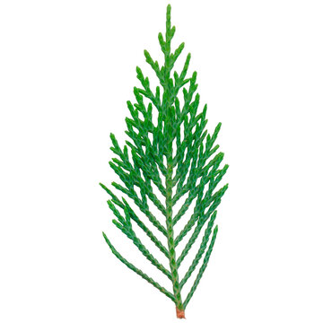 Green Cypress Thuja Evergreen Branch Isolated Transparent PNG for Christmas Card Design and Botanical Packaging