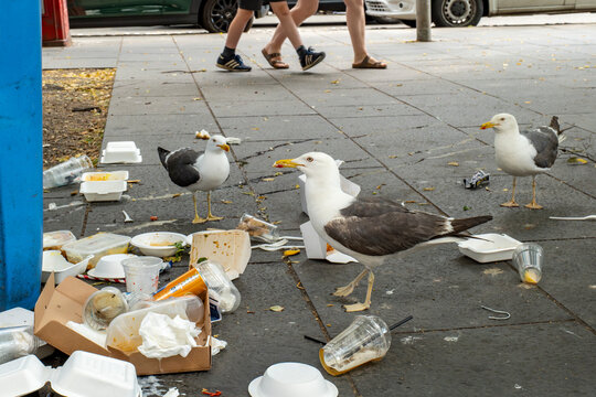 Gang of Seagulls in Edinburgh Town Center Swarming on Over-Full Rubbish Bins