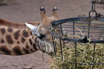 Giraffe © Martina Berg