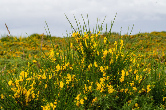 The bright yellow flowers of Common broom bloom thickly in the greenery. The sky is overcast, creating soft natural light. Ideal for nature, spring or countryside. 