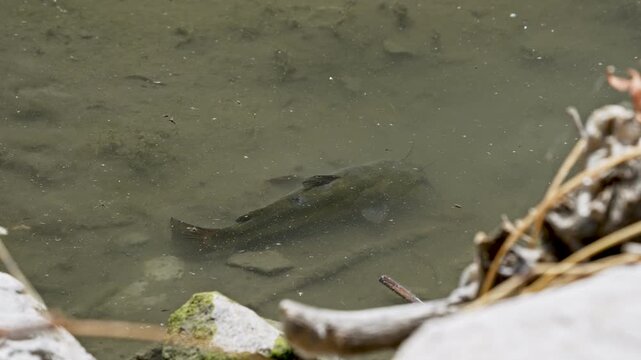 Bullhead Catfish swimming in the shallows of Utah Lake in slow motion.