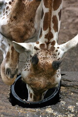 Giraffe © Martina Berg