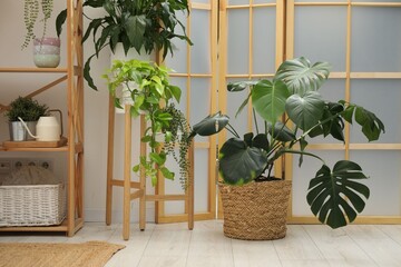 Fototapeta premium Folding screen, potted houseplants and shelving unit indoors. Interior design