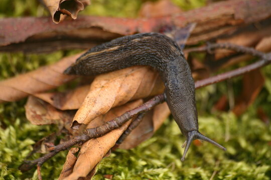 Nacktschnecke