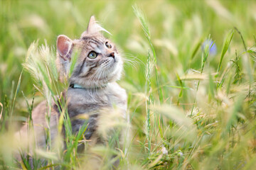 Cute tabby kitten with collar on green grass outdoors