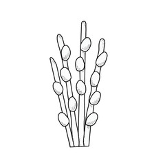 Fototapeta premium Hand Drawn Pussy Willow Branch Vector Illustration – Vintage Botanical Engraved Line Art