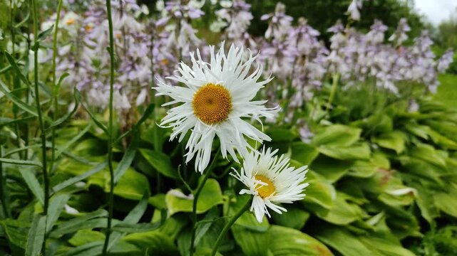 Chamomile flowers in the garden