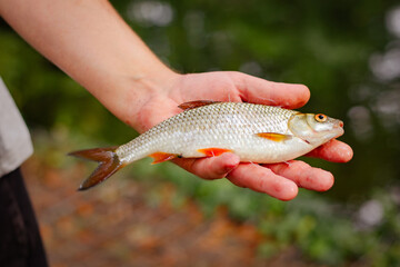 Freshly caught fish held in hand by a person near a body of water, showcasing the fish's scales and vibrant colors against a natural green background © Irina Flamingo