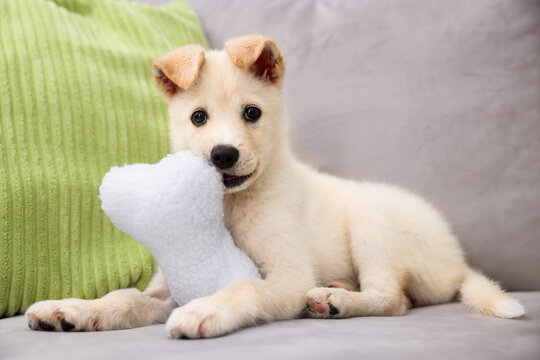 Cute puppy playing with pillow on couch at home