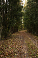 Autumn forest road with golden sunlight in the trees. A serene seasonal atmosphere ideal for travel, nature, and outdoor themes © Alena Malinouskaya